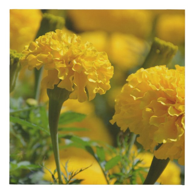 Yellow Marigolds Macro Faux Canvas Print (Front)