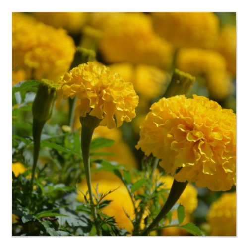 Yellow Marigolds Macro Poster