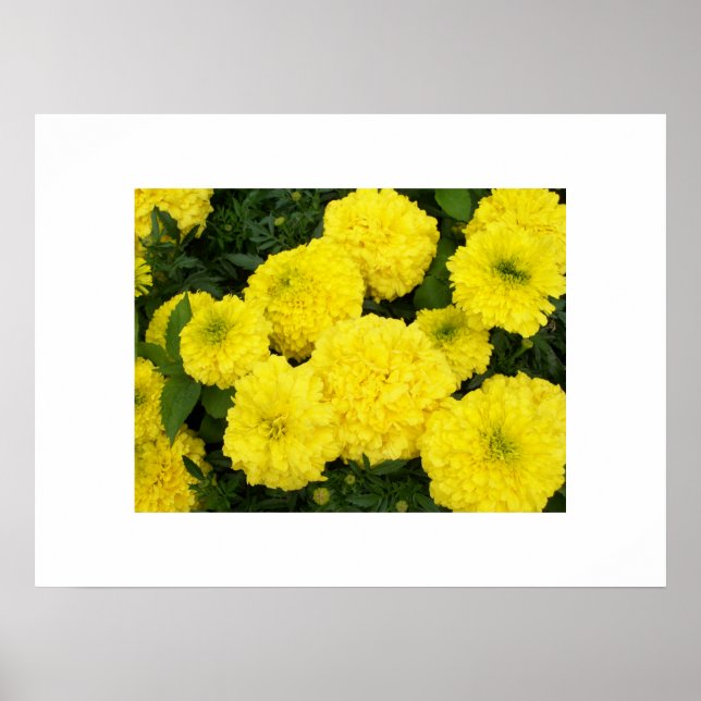 Yellow Marigolds Poster (Front)