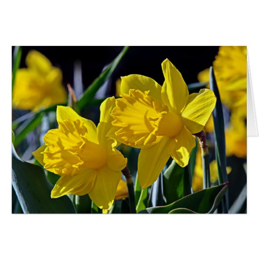 Yellow Mates (Front Horizontal)