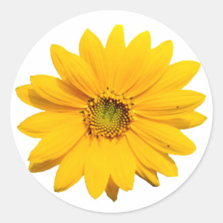 Yellow Mini Sunflower - Tiny Baby Sunflower Flower Classic Round Sticker