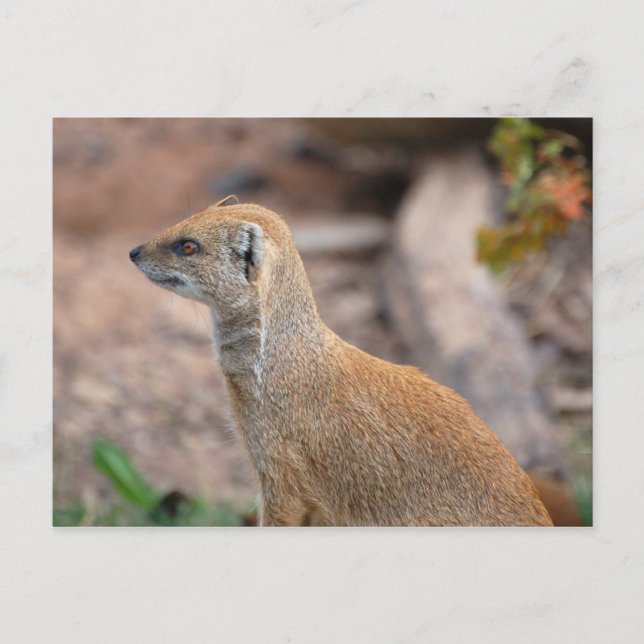 Yellow Mongoose Postcard (Front)