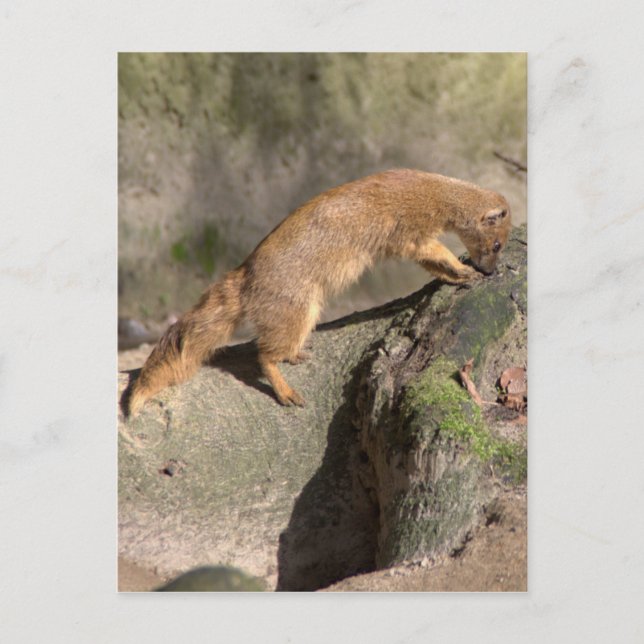 Yellow Mongoose Postcard (Front)