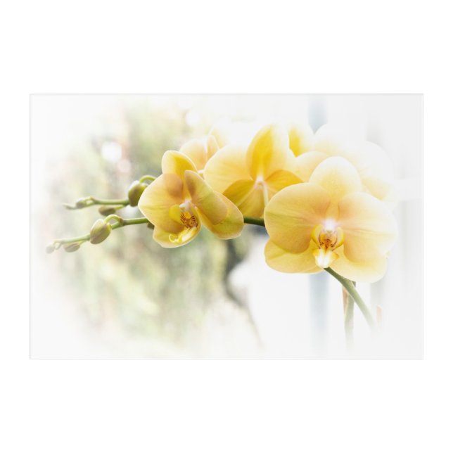 Yellow Moth Orchid in Sunshine Acrylic Print (Front)