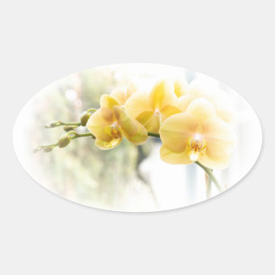 Yellow Moth Orchid in Sunshine Oval Sticker