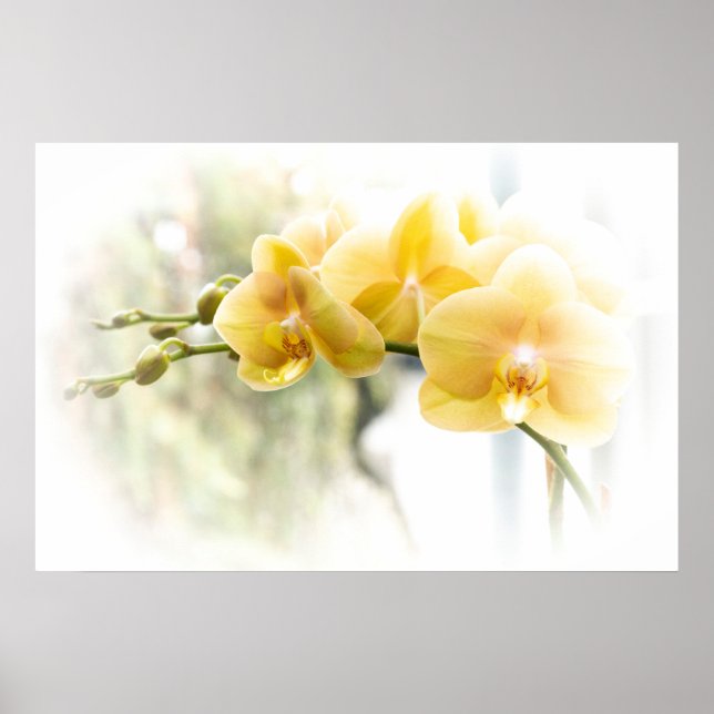 Yellow Moth Orchid in Sunshine Poster (Front)