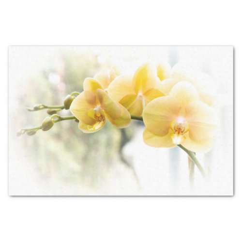 Yellow Moth Orchid in Sunshine Tissue Paper