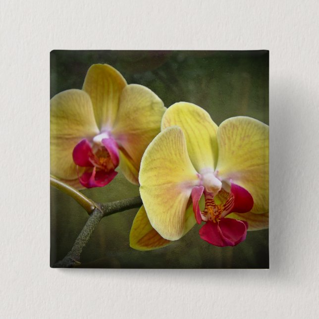 Yellow Moth Orchids - Phalaenopsis Button (Front)