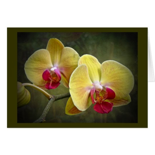 Yellow Moth Orchids - Phalaenopsis Cards (Front Horizontal)