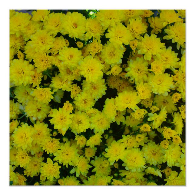 Yellow Mums Flower Perfect Poster (Front)