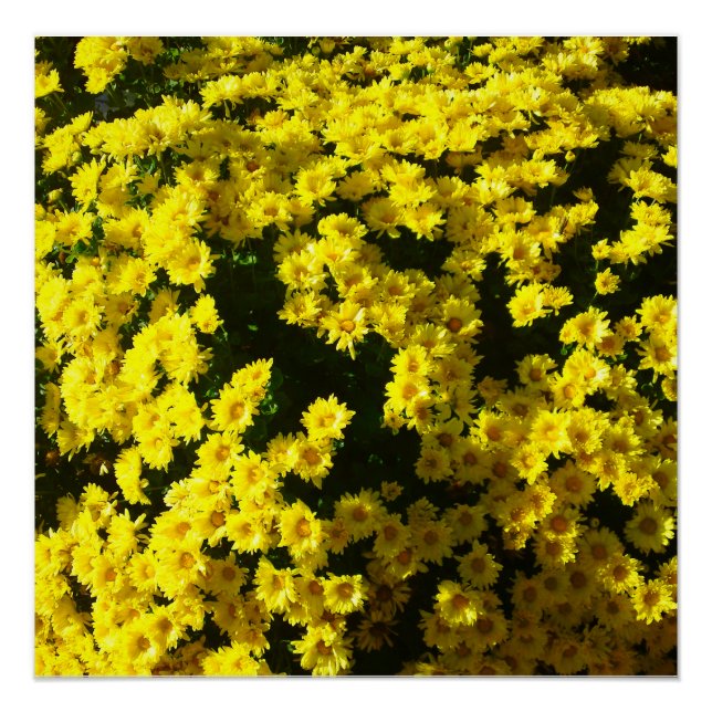 Yellow Mums Flower Perfect Poster (Front)