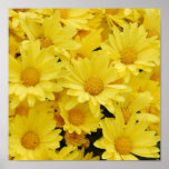 Yellow Mums Photo Print