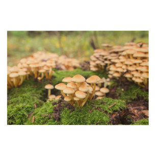 Yellow mushrooms in the autumn forest. wood wall art