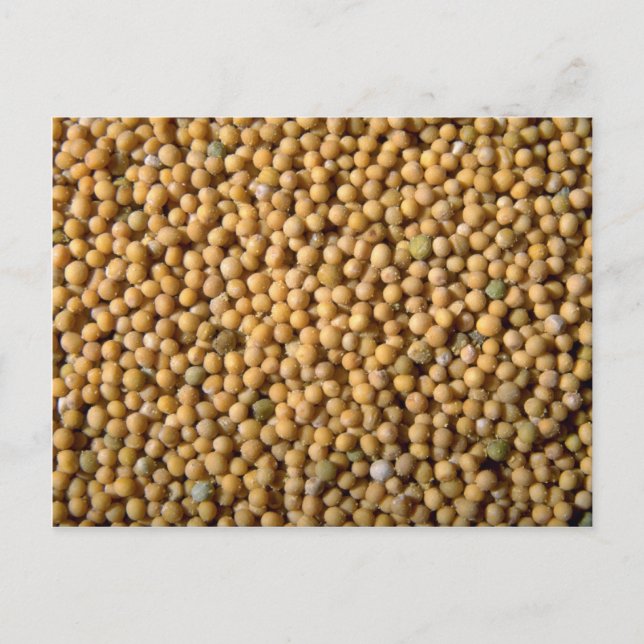 Yellow mustard seeds postcard (Front)