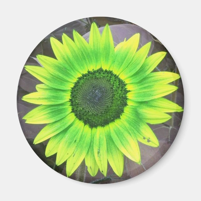 Yellow N Green Sunflower Magnet (Front)