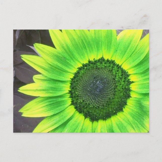 Yellow N Green Sunflower  Postcard (Front)