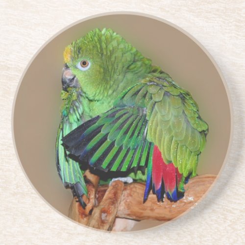 Yellow Naped Amazon Parrot Animal Coaster
