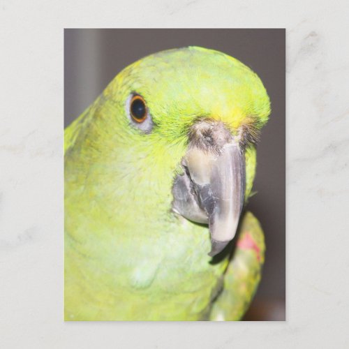 Yellow_Naped Amazon Parrot Close Up Postcard