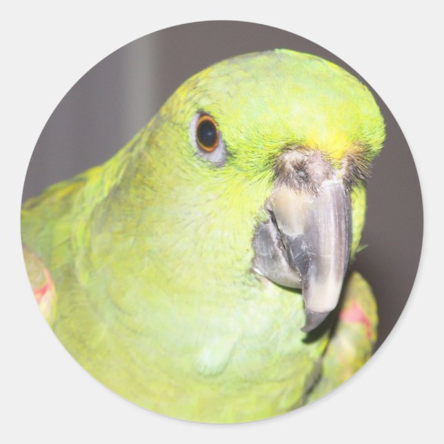 Yellow-Naped Amazon Parrot Sticker (Front)