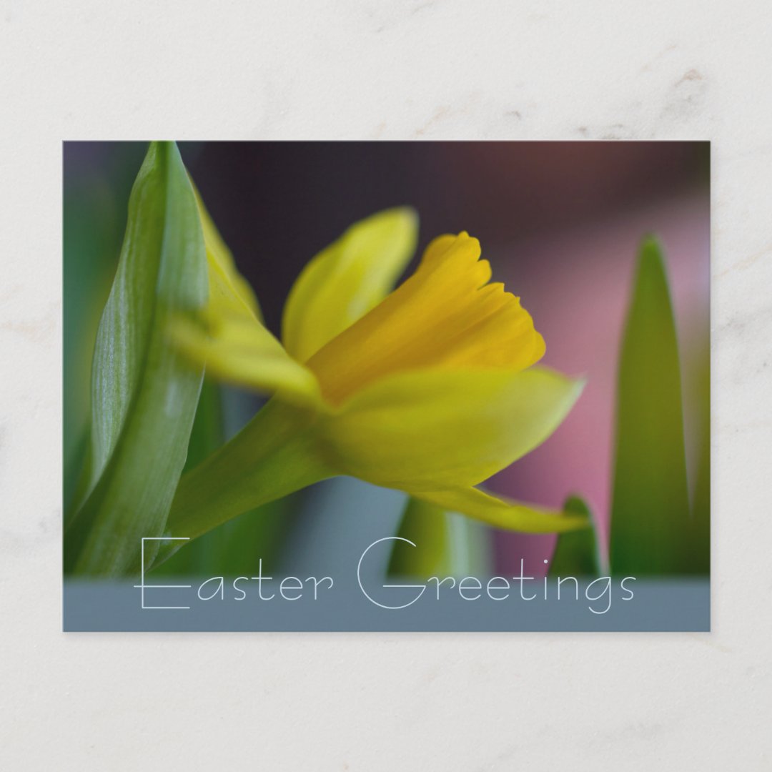 Yellow narcissus flower CC0735 Easter greetings Holiday Postcard (Front)