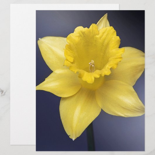 Yellow Narcissus Flower Floral watercolor paint (Front/Back)