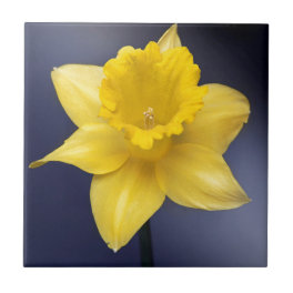 Yellow Narcissus Flower Floral watercolor paint Ceramic Tile