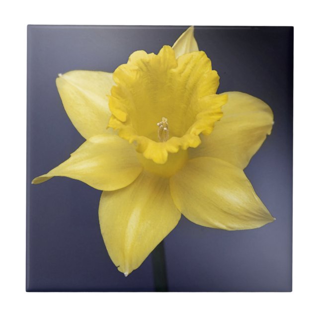 Yellow Narcissus Flower Floral watercolor paint Ceramic Tile (Front)