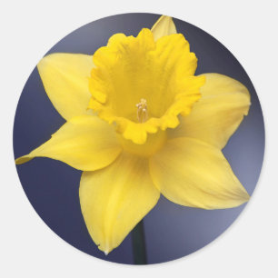 Yellow Narcissus Flower Floral watercolor paint Classic Round Sticker