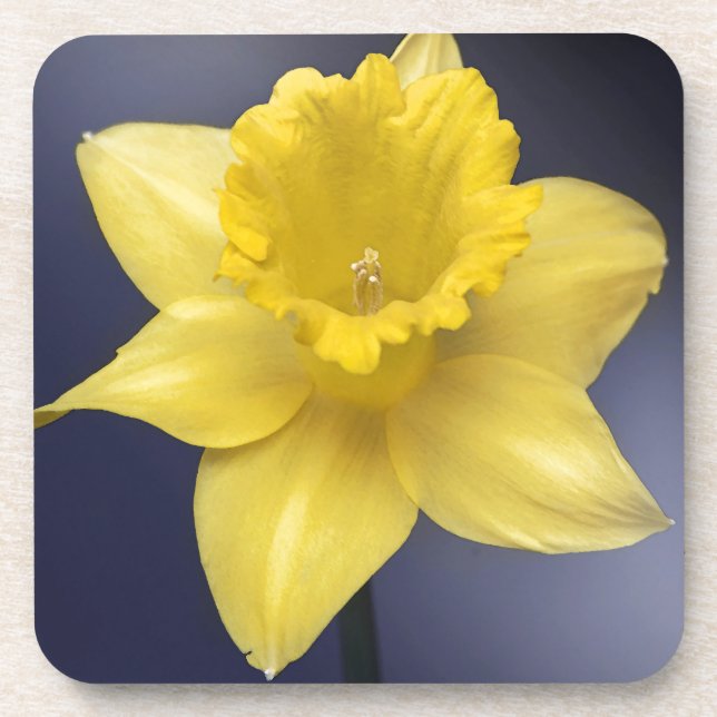 Yellow Narcissus Flower Floral watercolor paint Drink Coaster (Front)