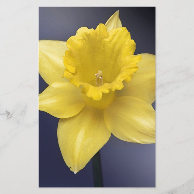 Yellow Narcissus Flower Floral watercolor paint Stationery (Front)