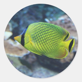 Yellow Neon Fish Classic Round Sticker by fotoplus at Zazzle