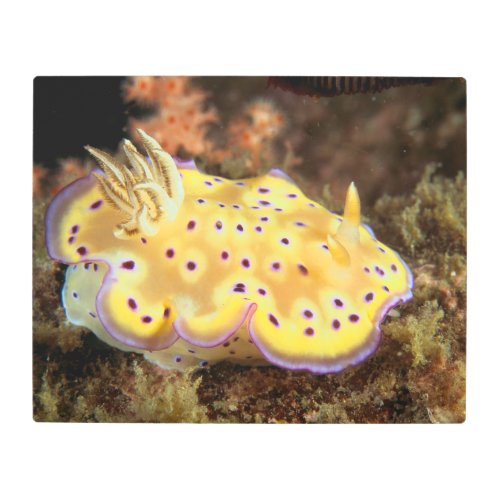 Yellow Nudibranch With Purple Spots Metal Print