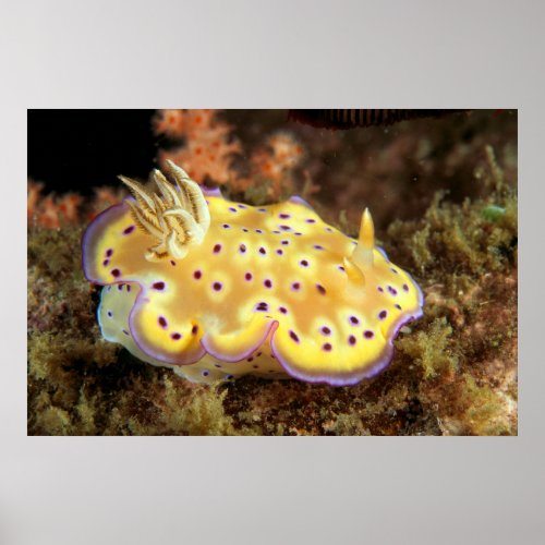 Yellow Nudibranch With Purple Spots Poster