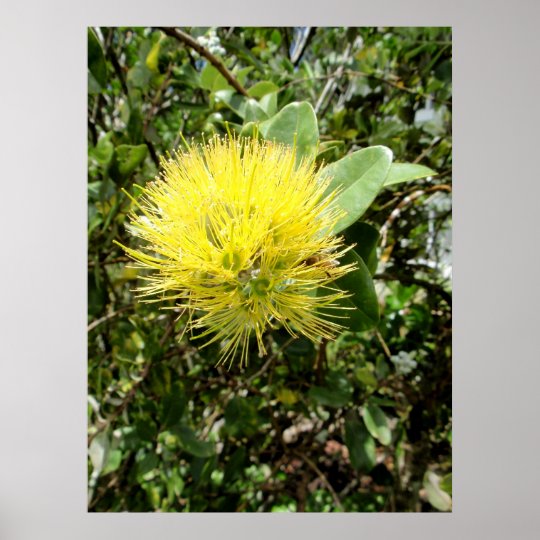 Yellow Ohia Lehua Poster | Zazzle.com