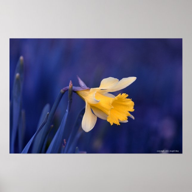 Yellow on Blue Poster (Front)