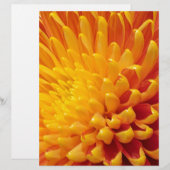 Yellow & Orange Chrysanthemum (Front/Back)