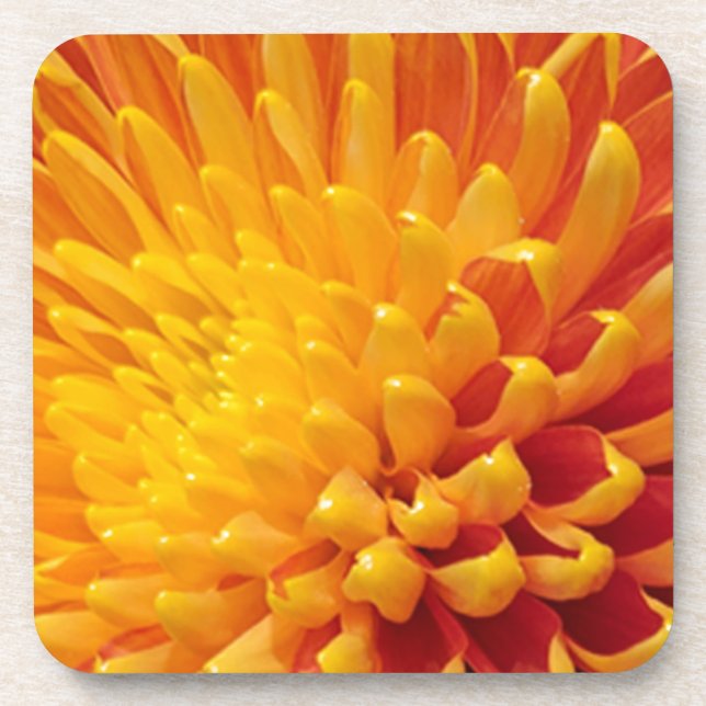 Yellow & Orange Chrysanthemum Beverage Coaster (Front)