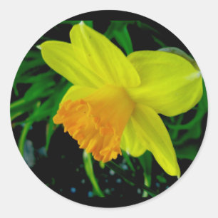 Yellow Orange Daffodil Stickers