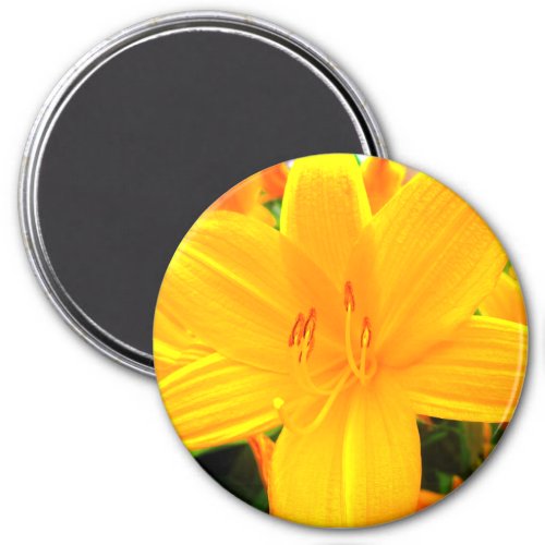 Yellow Orange Day Lilies Sunny Garden Flowers Magnet