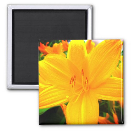 Yellow Orange Day Lilies Sunny Garden Flowers Magnet