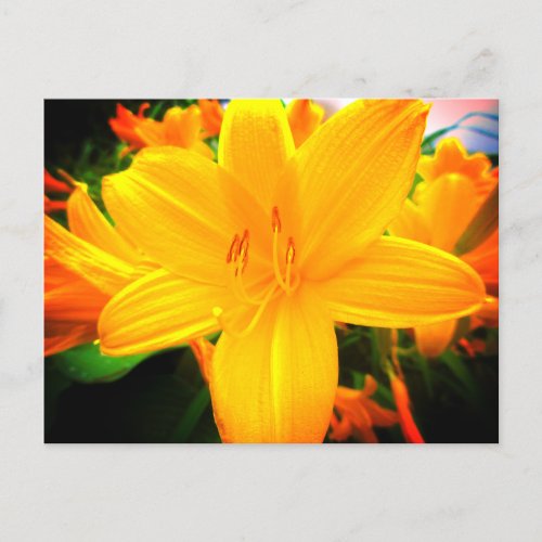 Yellow Orange Day Lily Flowers Sunny Garden Postcard