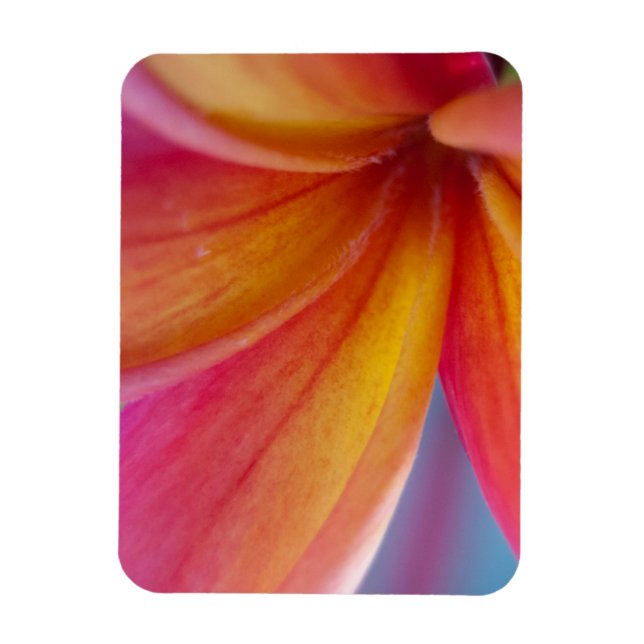 Yellow Orange Deep Pink Tropical Plumeria Flower Magnet (Vertical)