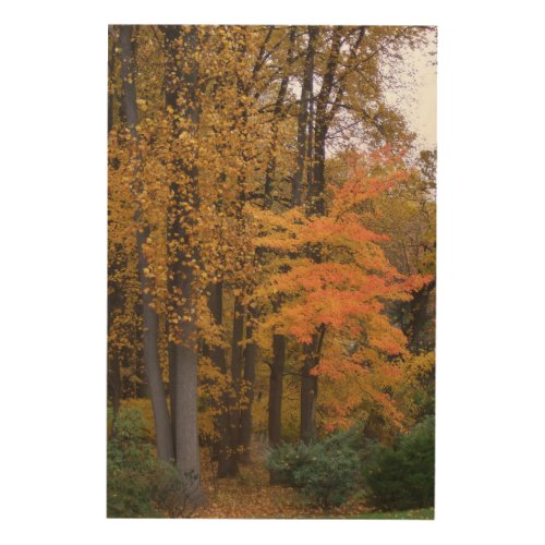 Yellow Orange Fall Leaves Trees Wood Wall Art