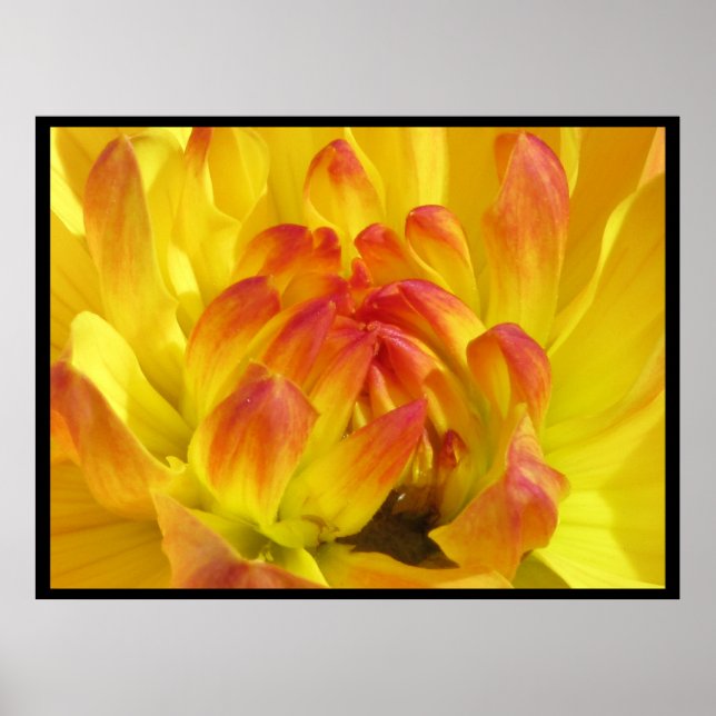 Yellow Orange Flower Poster (Front)