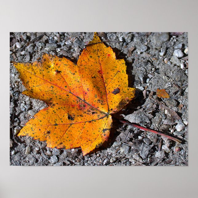 Yellow-orange Leaf Photo Poster (Front)