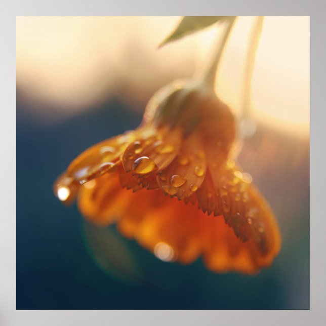 Yellow Orange Marigold Flower Drops Macro Poster (Front)