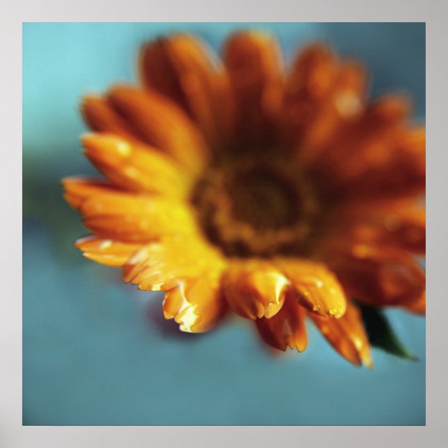 Yellow Orange Marigold Flower Drops Macro Poster (Front)