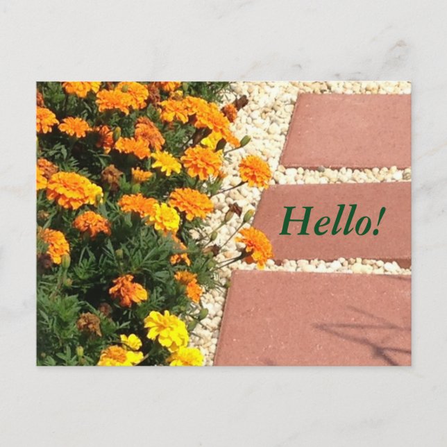 Yellow Orange Marigold Flowers Postcards (Front)