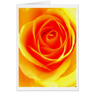Yellow Orange Rose Cards