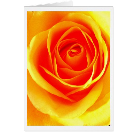 Yellow Orange Rose Cards (Front)